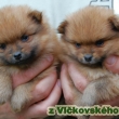 2 feneky - DYXI, DYNA / 2 girls -DYXI, DYNA